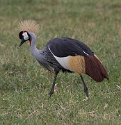 Grey crowned crane (balearica regulorum), Ngorongoro crater